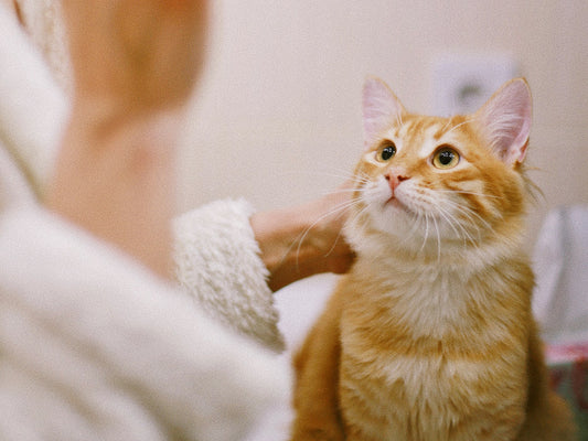 Mandatory Microchipping for Cats