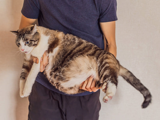 The Problem of Cat Obesity and What to Do About It