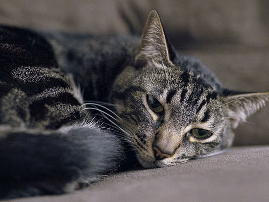 Signs Your Cat is Stressed and What to Do About It