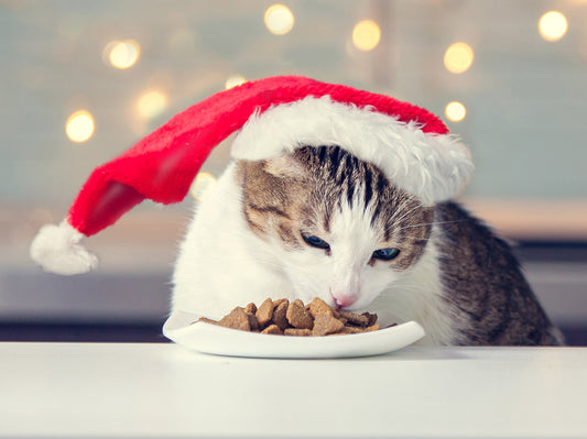 5 Things Not to Feed your Cat this Christmas