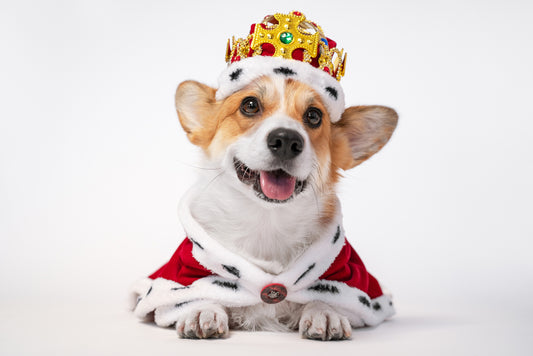 A Pawsome Celebration for The Queen’s Platinum Jubilee