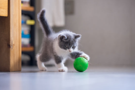 How to keep your kitten busy!