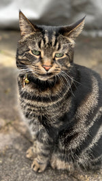 Noggin the tabby cat sat in their garden enjoying the outside wearing their Safer Pet cat tracker